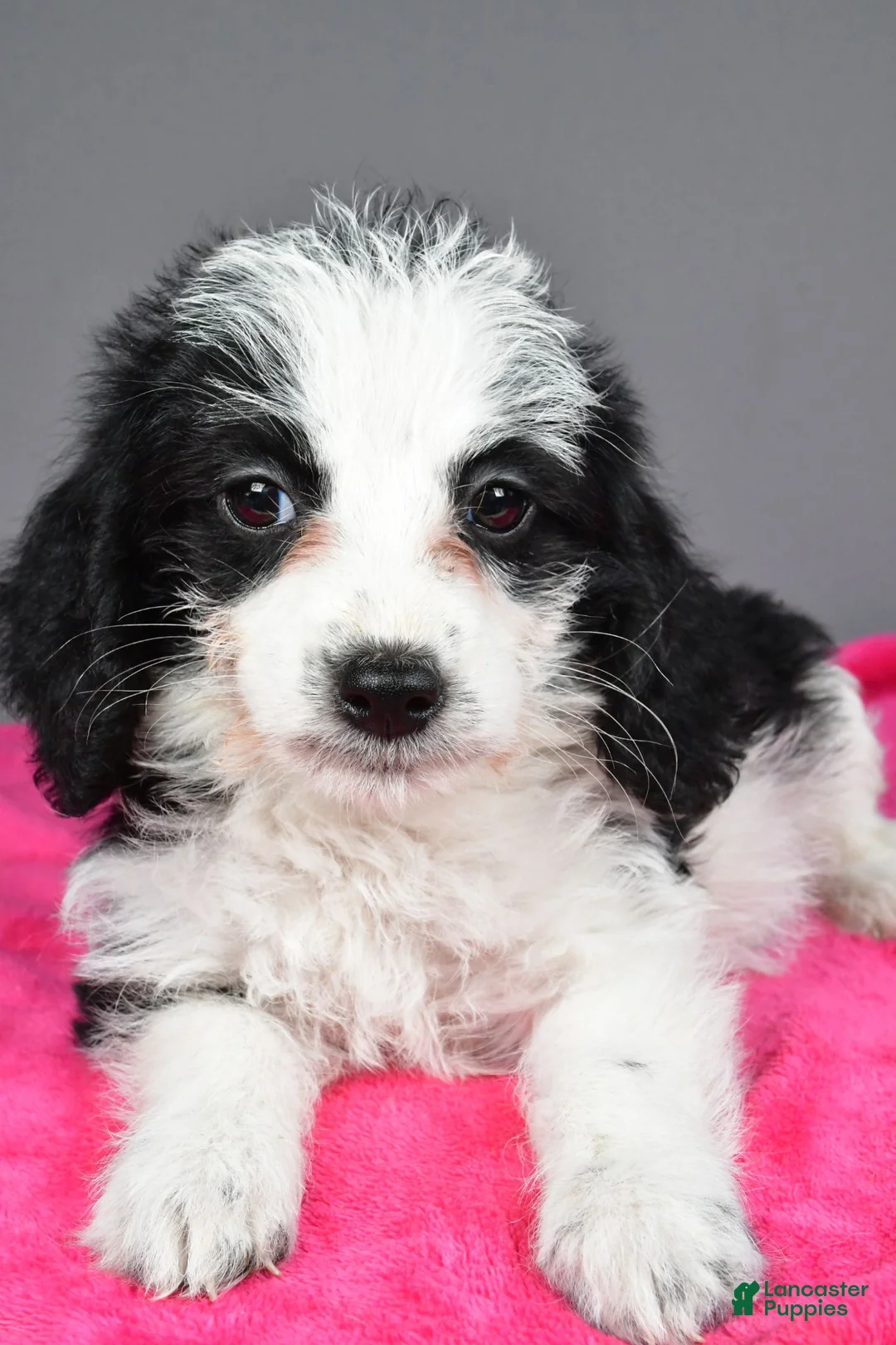 Mixed Breed dogs for sale: Oreo - Ad 7