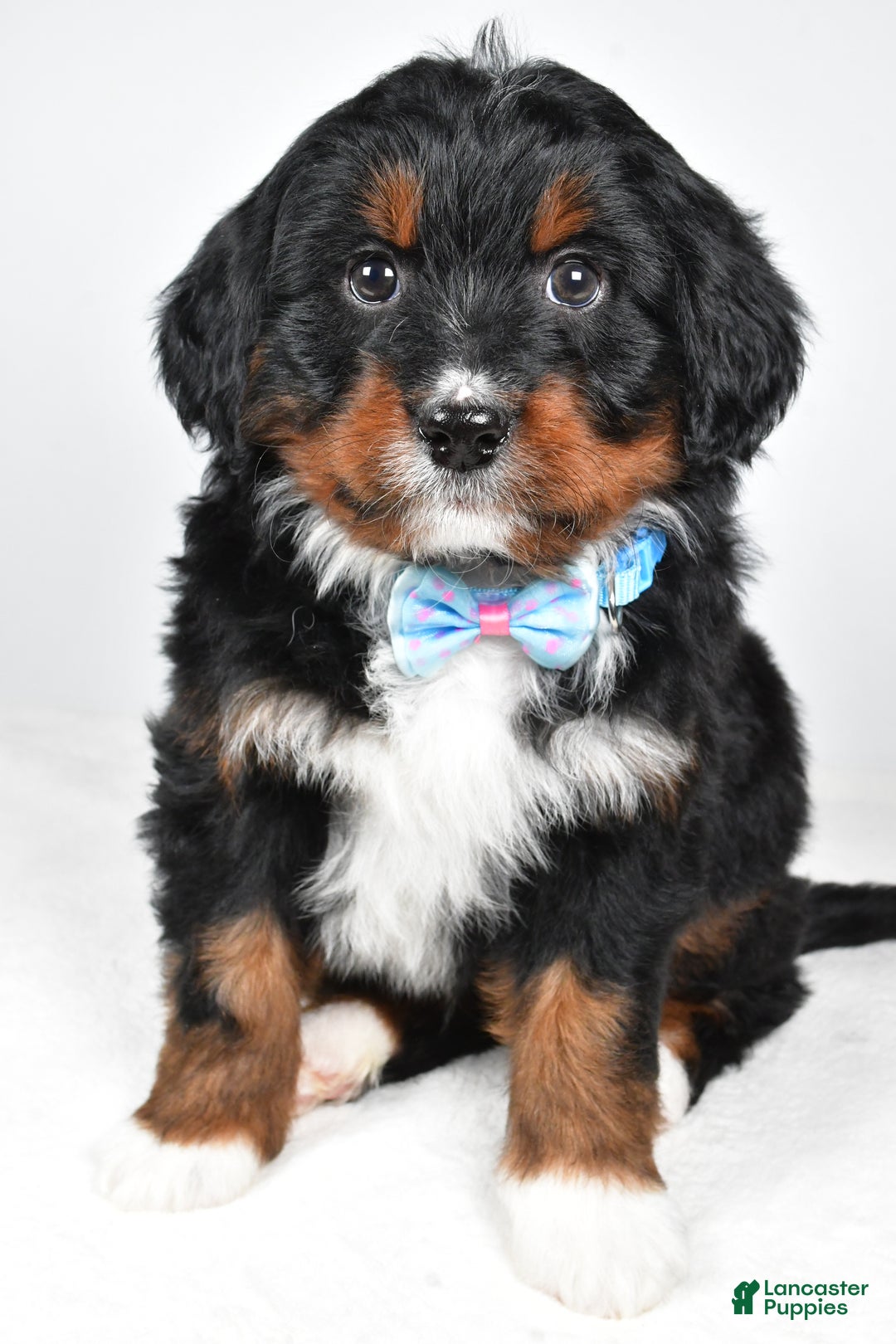 Mini Bernedoodle dogs for sale: Austin - Ad 5