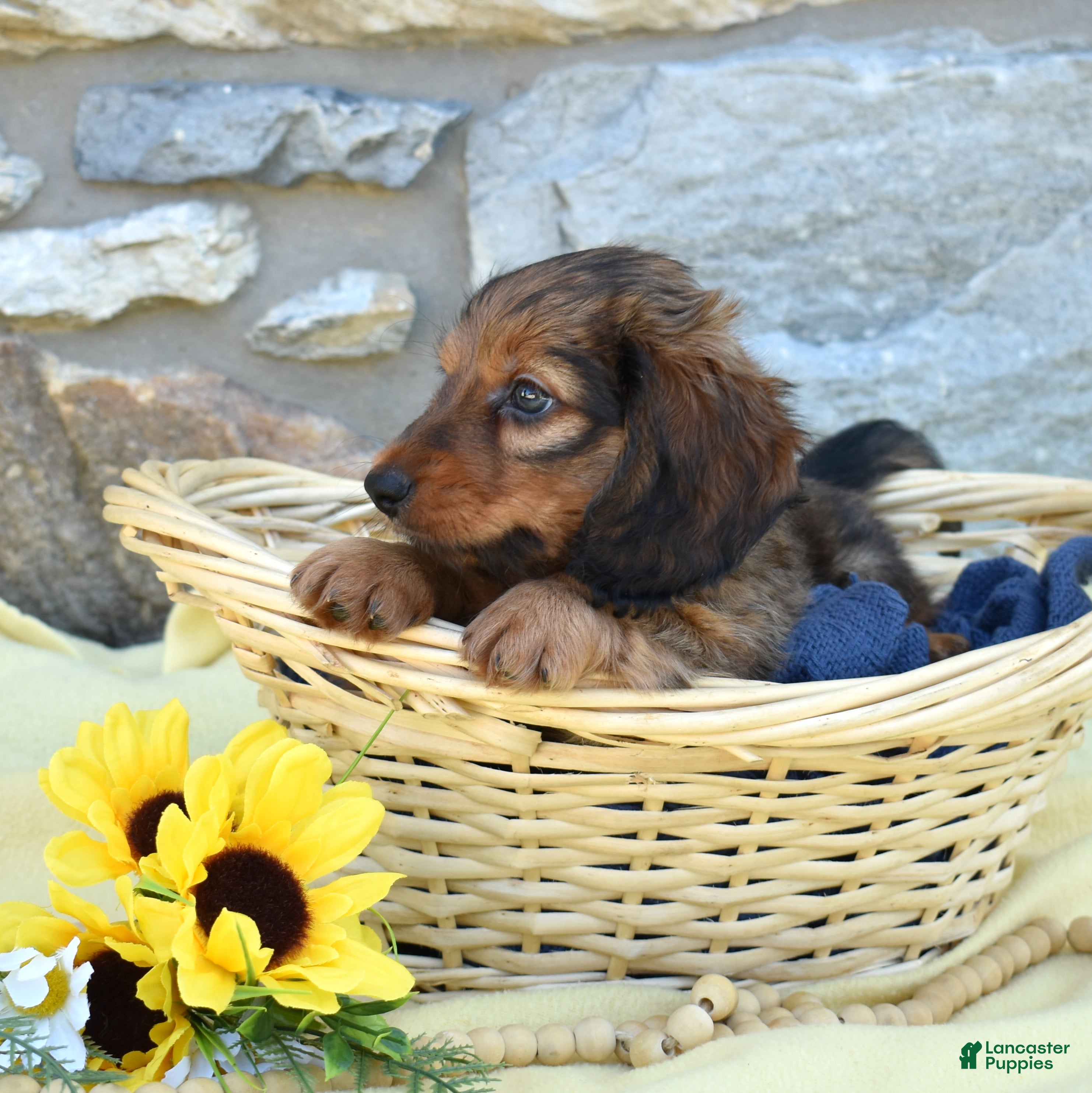 Miniature Dachshund dogs Rusty - Ad 2