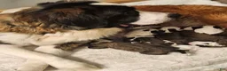 Saint Bernard dogs for sale: Saint Bernard 3 - Ad 2
