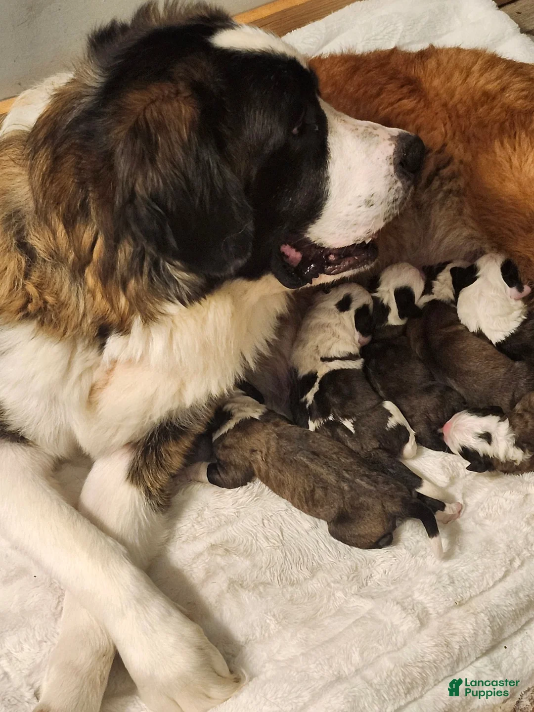 Saint Bernard dogs for sale: Saint Bernard 3 - Ad 2