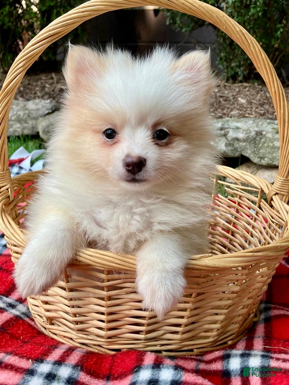 Pomeranian dogs Piper - Ad 1