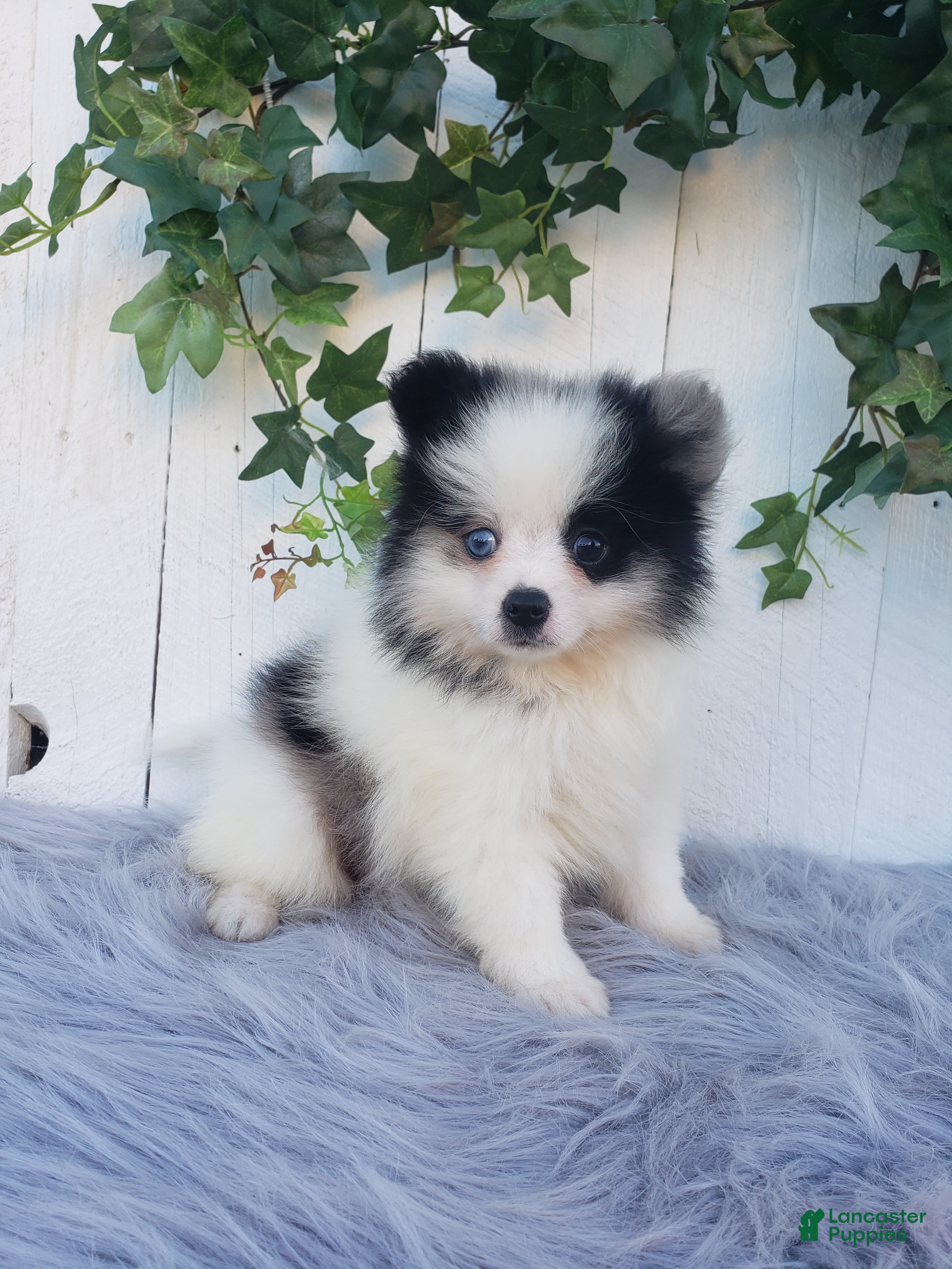 Pomeranian dogs Cody  - Ad 1