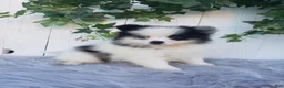 Pomeranian dogs for sale: Cody  - Ad 8