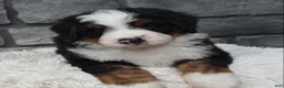 Mini Bernedoodle dogs for sale: Cash  - Ad 4