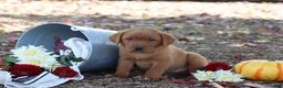 Labrador Retriever dogs for sale: Maple - Ad 3