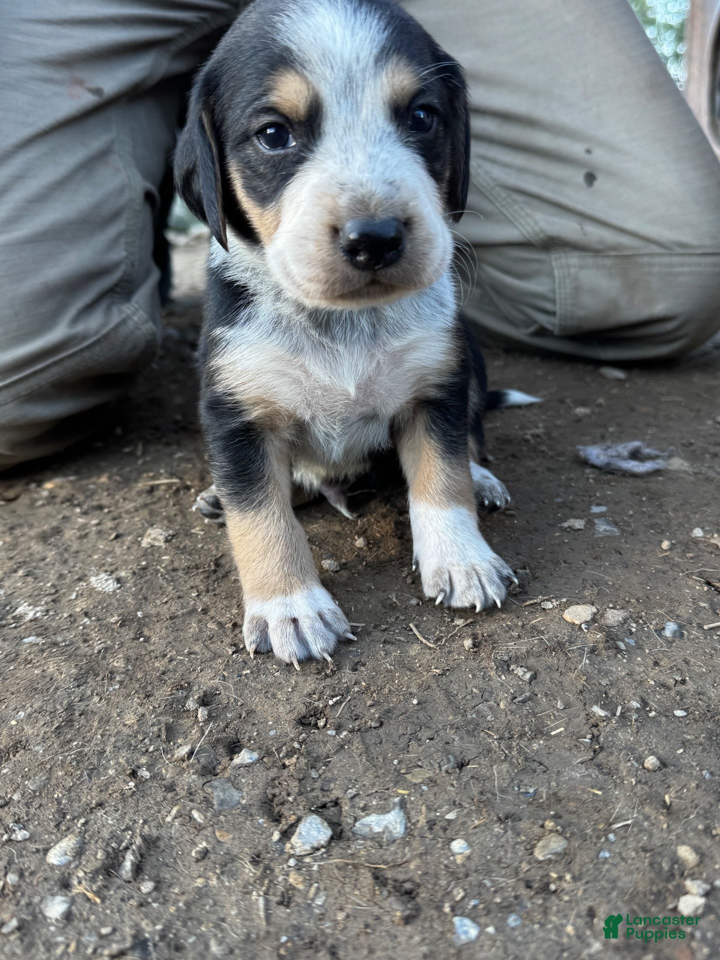 Mixed Breed dogs for sale: Hound puppy 5 - Ad 23