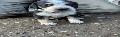 Hound puppy 5