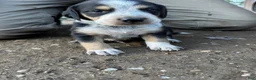 Mixed Breed dogs for sale: Hound puppy 5 - Ad 1