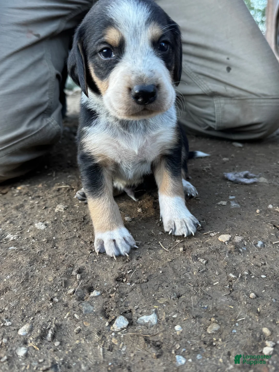 Mixed Breed dogs for sale: Hound puppy 5 - Ad 1