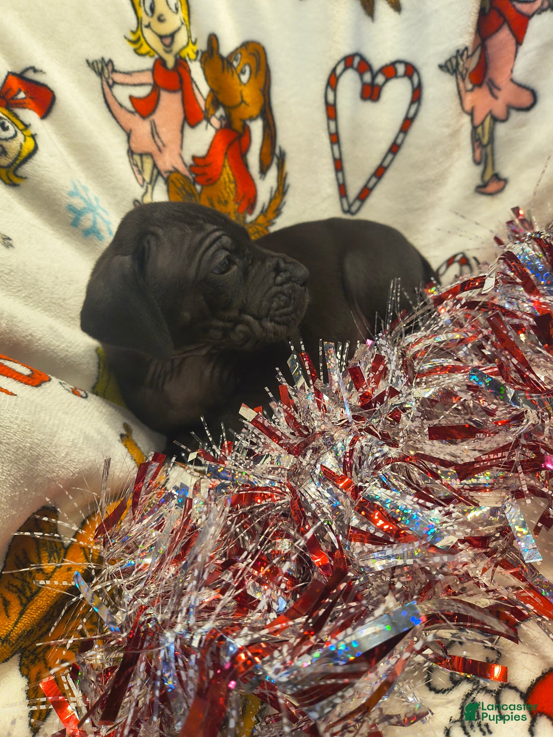 Great Dane dogs for sale: Havoc  - Ad 9