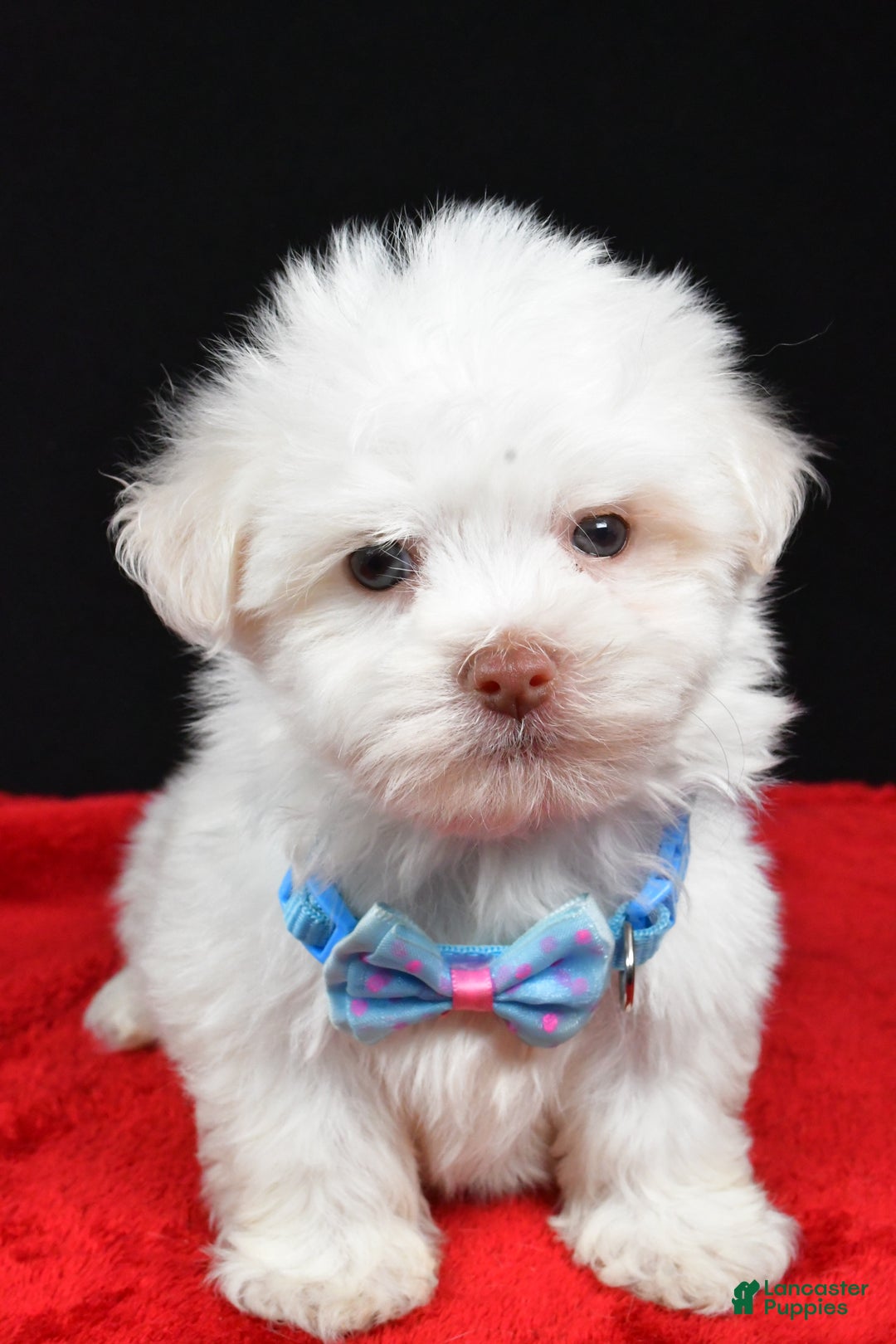 Havanese dogs for sale: Zach - Ad 7