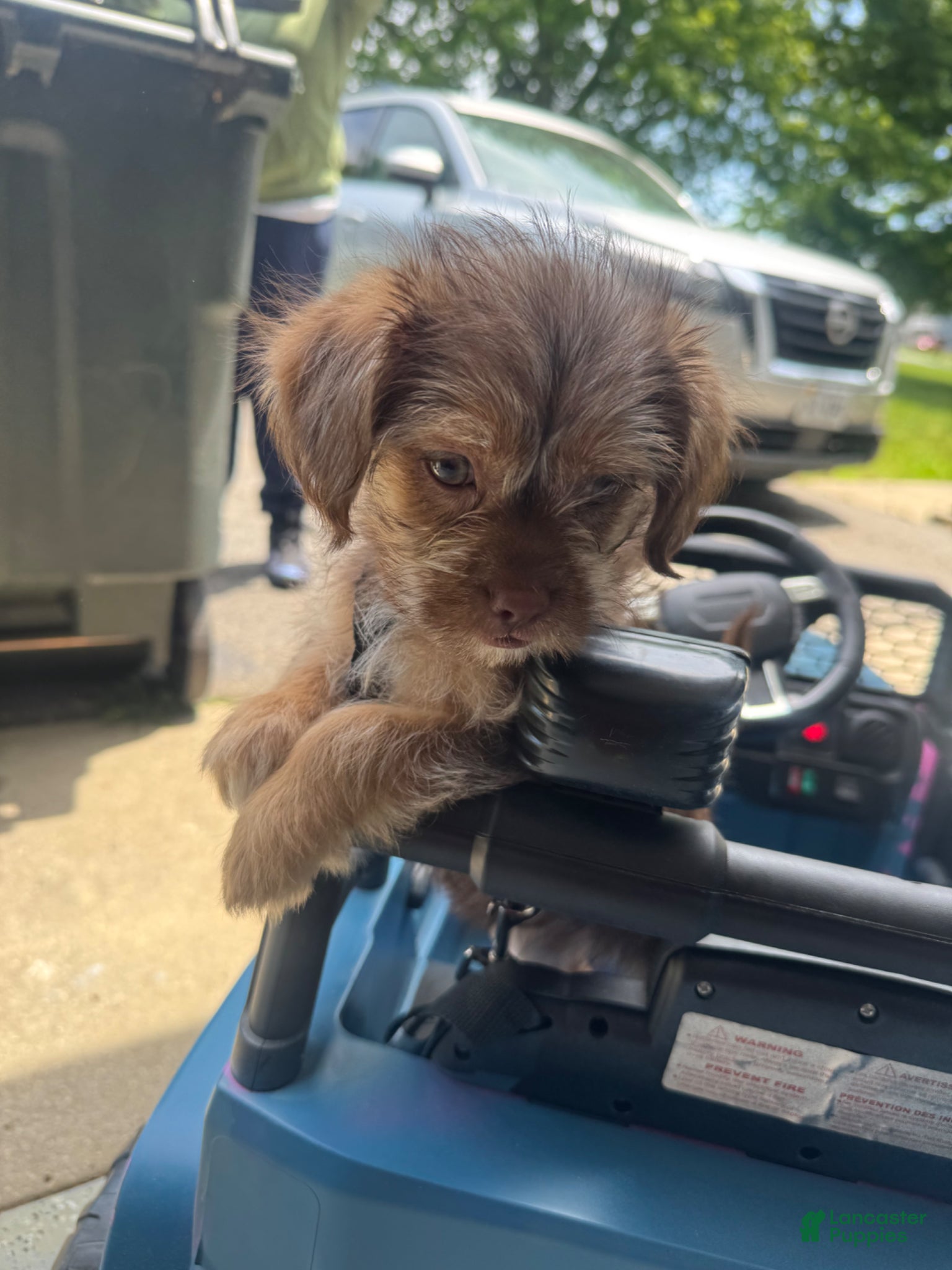 Mixed Breed dogs for sale: Mixed Breed Puppy 1 - Ad 3