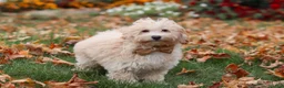 Havapoo dogs for sale: Brodie - Ad 4