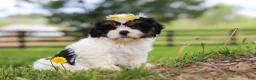 Shih Tzu dogs for sale: Fern - Ad 7