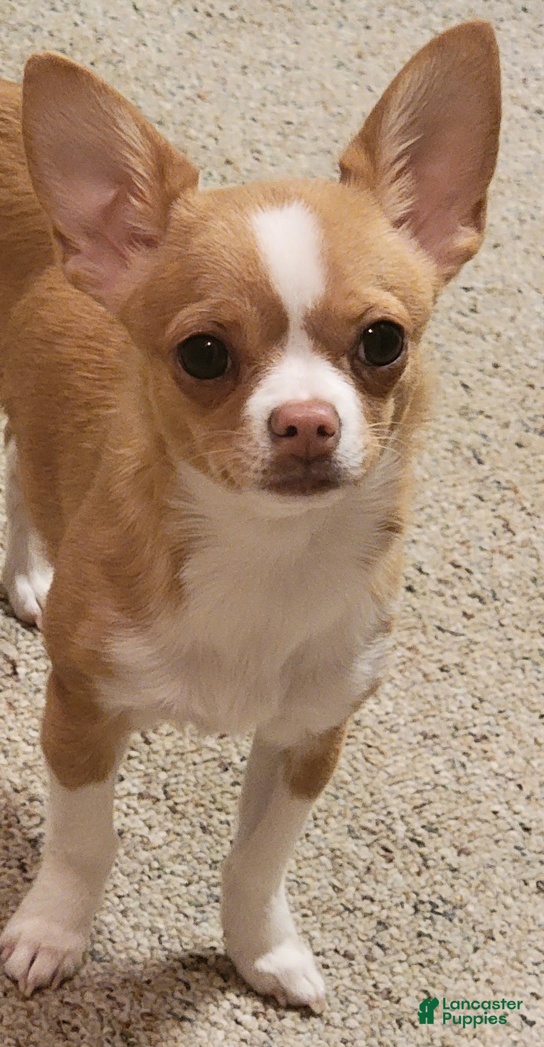 Chihuahua dogs for sale: Lily - Ad 6
