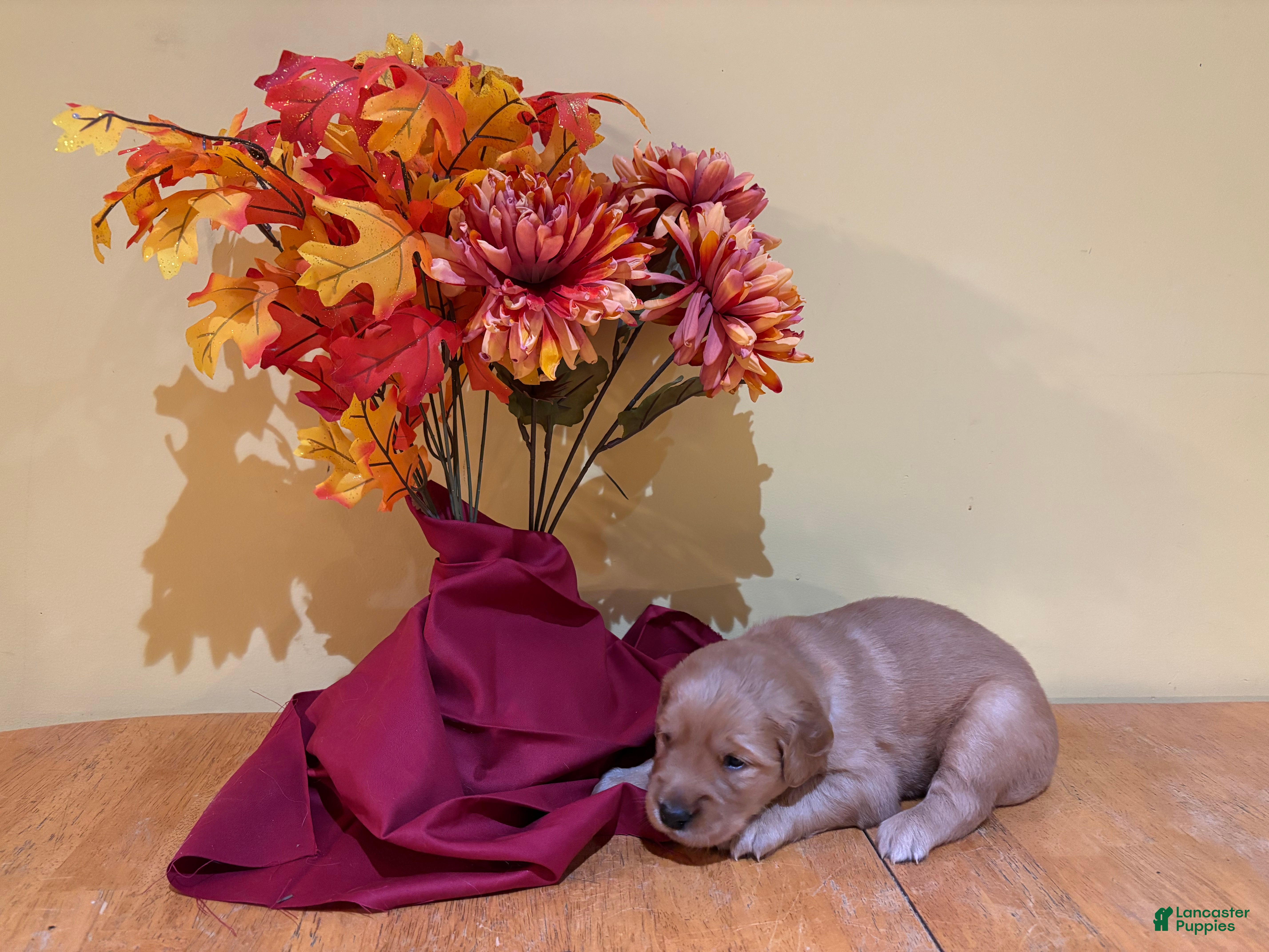 Golden Retriever dogs Miss Purple - Ad 2
