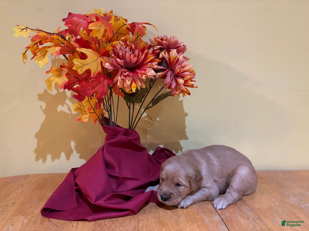 Golden Retriever dogs for sale: Miss Purple - Ad 2