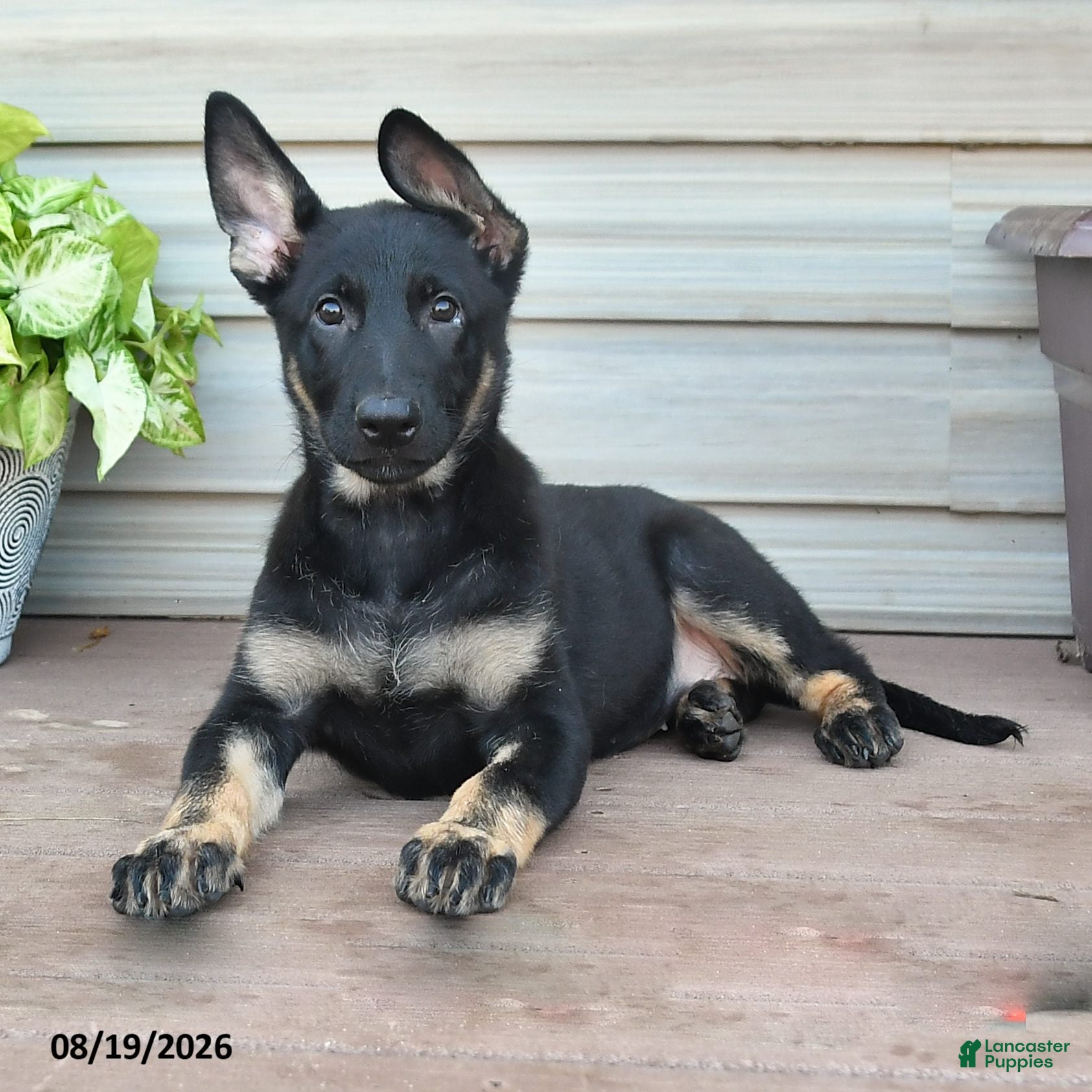 German Shepherd dogs Fable - Ad 2