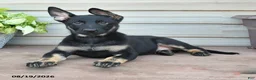 German Shepherd dogs for sale: Fable - Ad 2