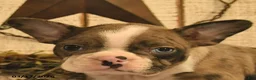 Boston Terrier dogs for sale: Daisy  - Ad 5