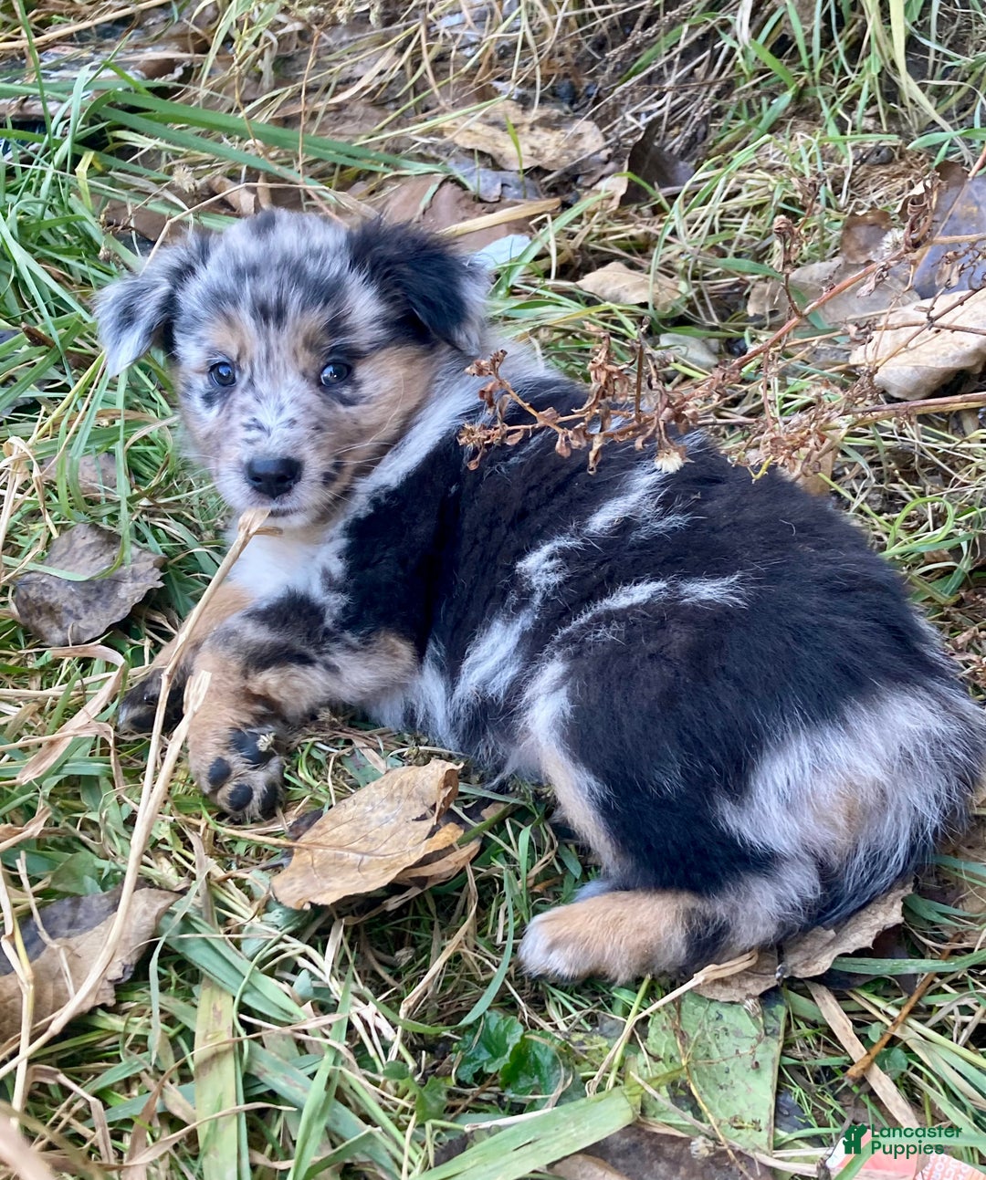 Australian Shepherd dogs for sale: Australian Shepherd Puppy 2 - Ad 2