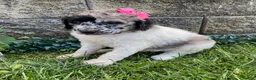 Standard Poodle dogs for sale: Tess- genetic clear - Ad 2
