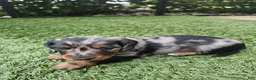 Miniature Dachshund dogs for sale: Miniature Dachshund 2 - Ad 4