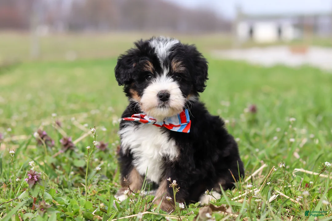 Mini Bernedoodle dogs for sale: Tyler - Ad 2