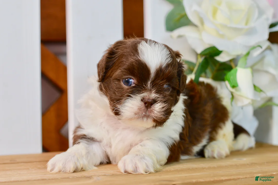 Shih Tzu dogs for sale: Banks - Ad 8
