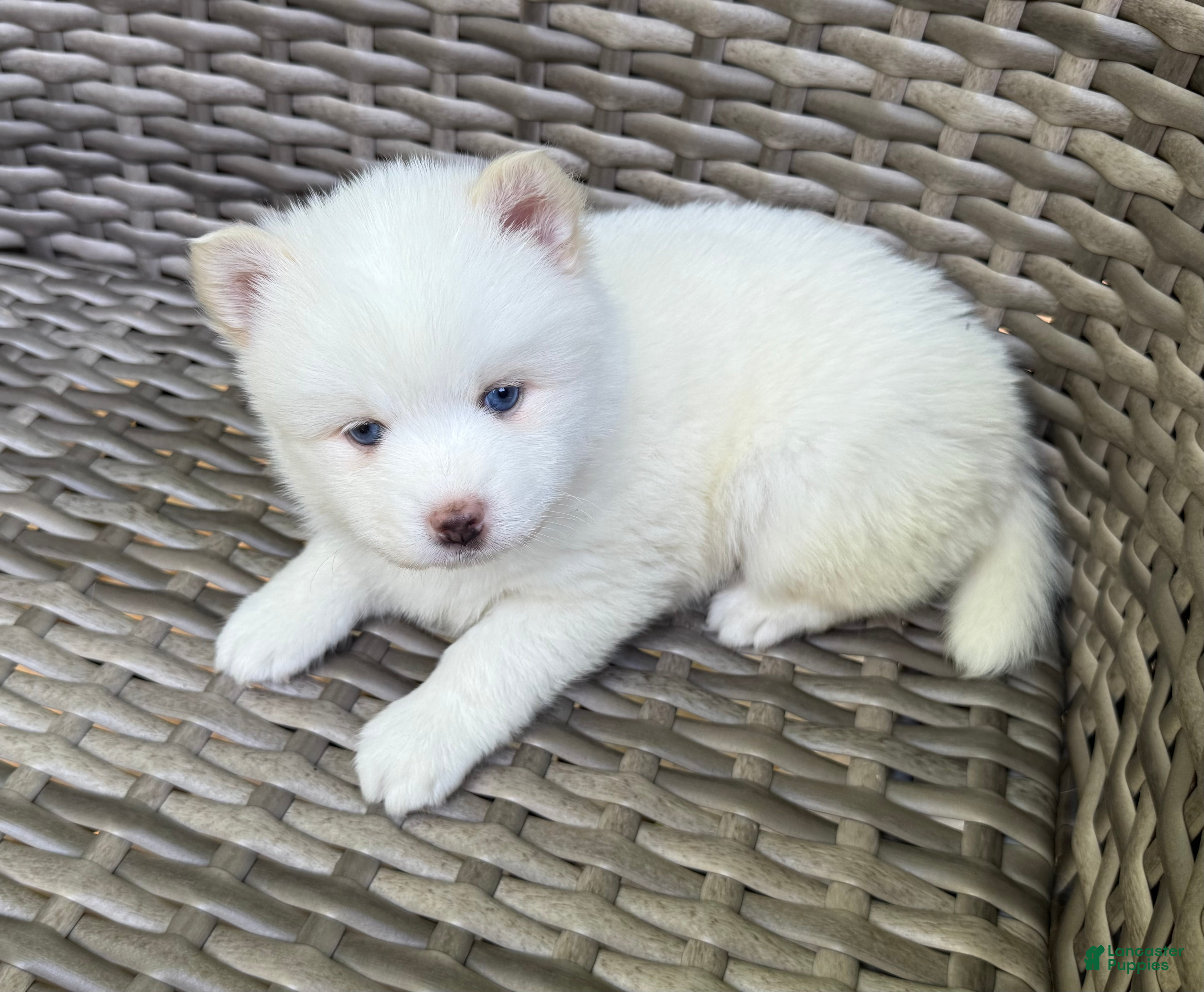 Pomsky dogs Othello - Ad 1