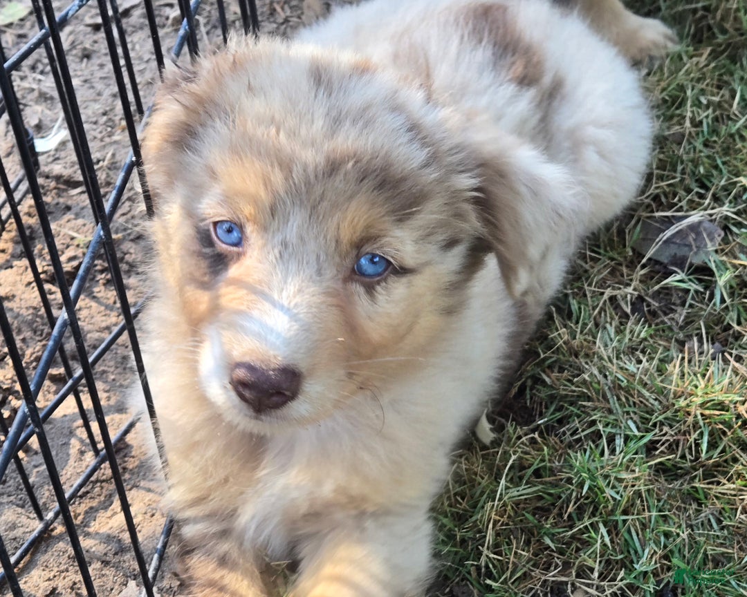 Miniature Australian Shepherd litter of puppies for sale in
