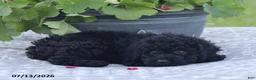 Miniature Poodle dogs for sale: Norm - Ad 6