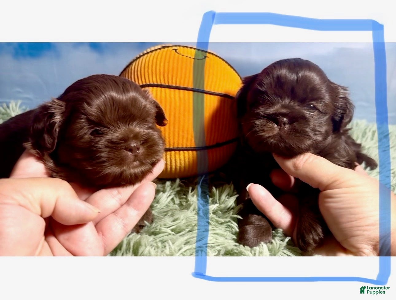 Shih Tzu dogs Dark Chocolate - Ad 1