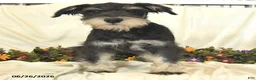 Miniature Schnauzer dogs for sale: Gavin - Ad 10