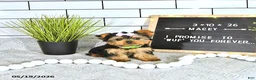 Yorkshire Terrier dogs for sale: Macey - Ad 3
