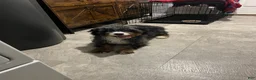 Bernedoodle dogs for sale: Bo - Ad 2