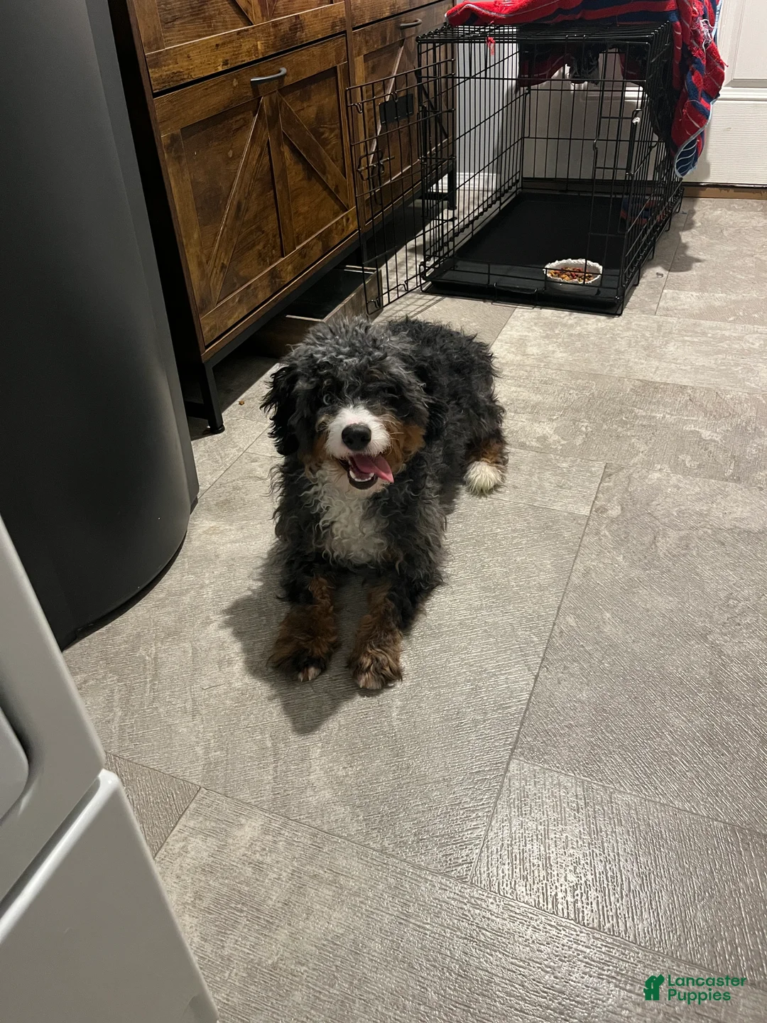 Bernedoodle dogs for sale: Bo - Ad 2