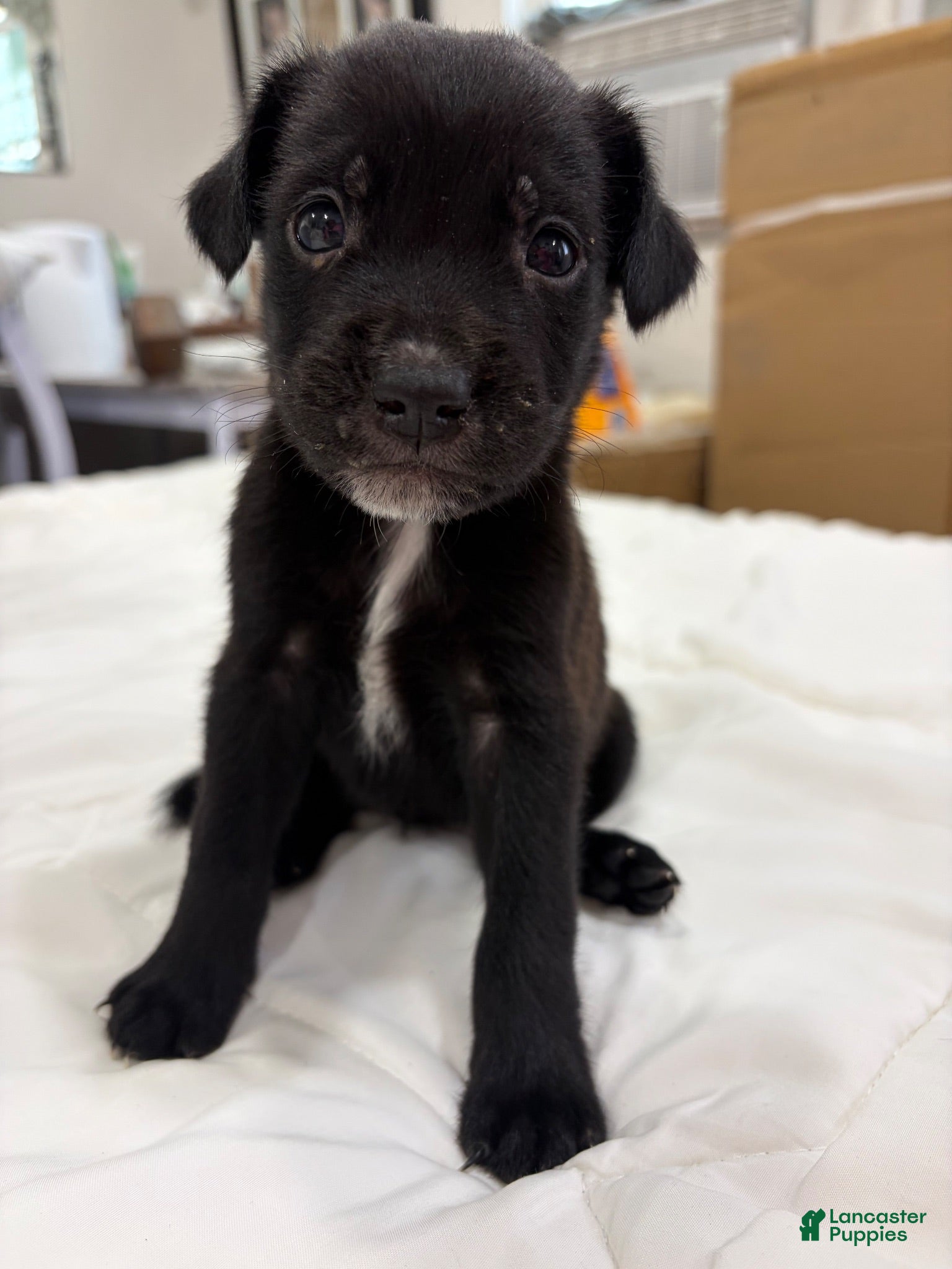 Mixed Breed dogs Labrador Retriever Mix - Ad 22