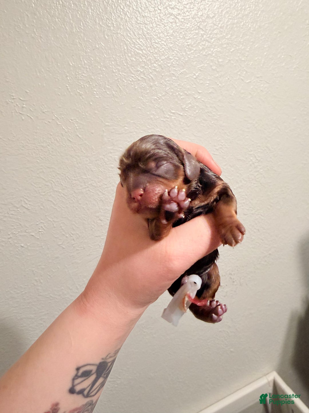 Cavalier King Charles Spaniel dogs for sale: Cavalier King Charles Spaniel Puppy 4 - Ad 1