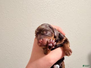 Cavalier King Charles Spaniel dogs Cavalier King Charles Spaniel Puppy 4 - Ad 2