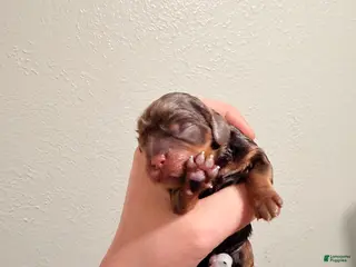 Cavalier King Charles Spaniel dogs Cavalier King Charles Spaniel Puppy 4 - Ad 2