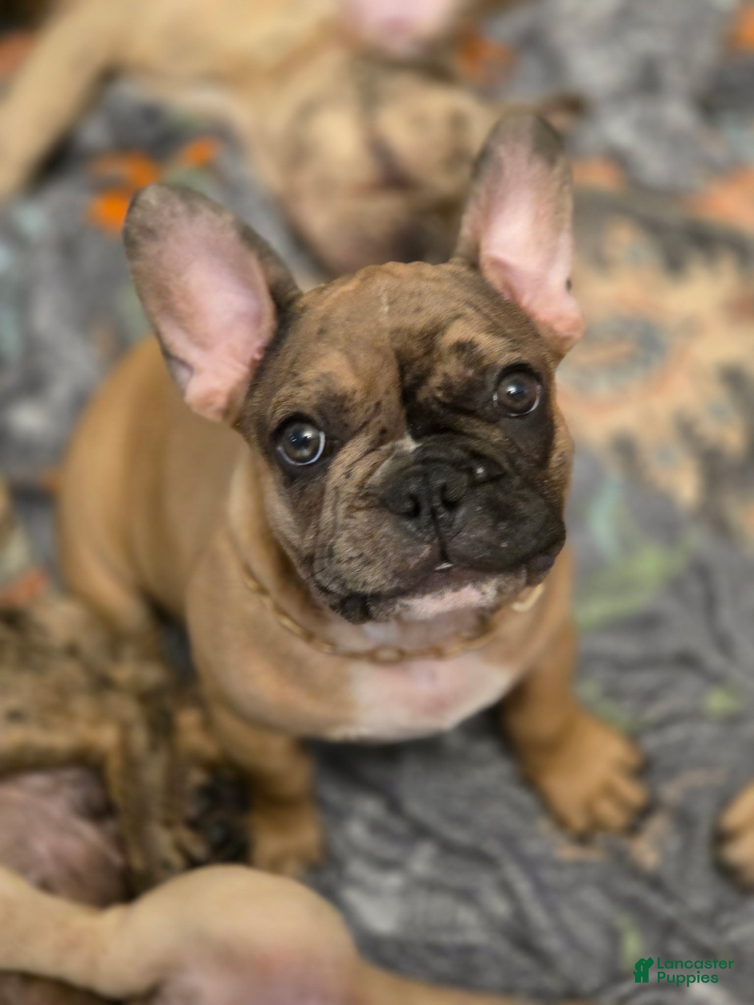 French Bulldog dogs Copper - Ad 1