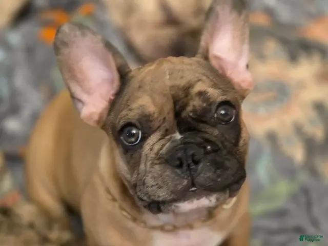 French Bulldog dogs for sale: Copper - Ad 2