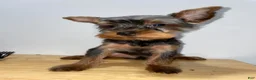 Yorkshire Terrier dogs for sale: Yorkshire Terrier 3 - Ad 2