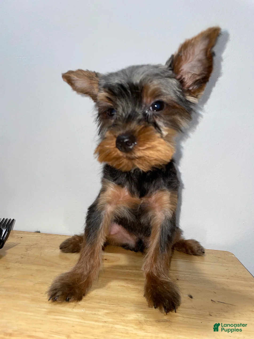 Yorkshire Terrier dogs for sale: Yorkshire Terrier 3 - Ad 2