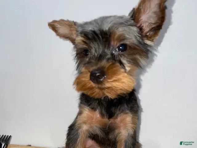 Yorkshire Terrier dogs for sale: Yorkshire Terrier 3 - Ad 2