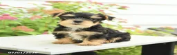 Yorkshire Terrier dogs for sale: Pal - Ad 1