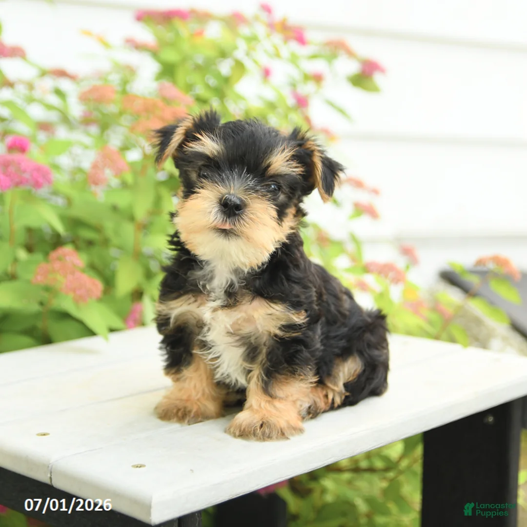Yorkshire Terrier dogs for sale: Pal - Ad 1