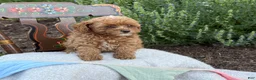 Toy Poodle dogs for sale: Blaze - Ad 12